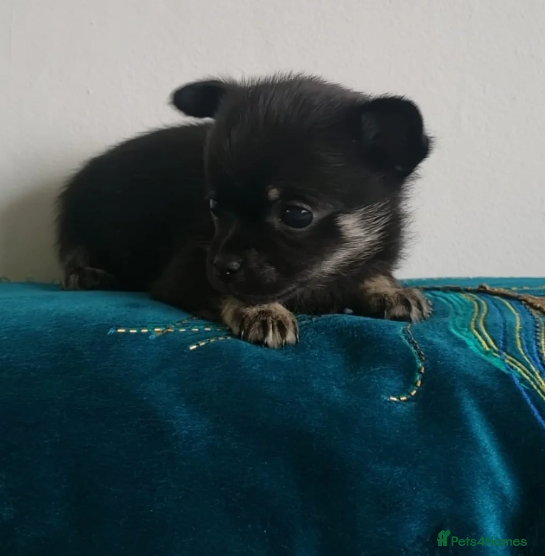 Chihuahua dogs for stud: FREDERICK VON LOVEHUNTER KC Champion heritage Stud in Chorley - Advert 23