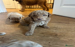 Cavapoo dogs for sale: Cavapoo Puppies for Sale - Image 14