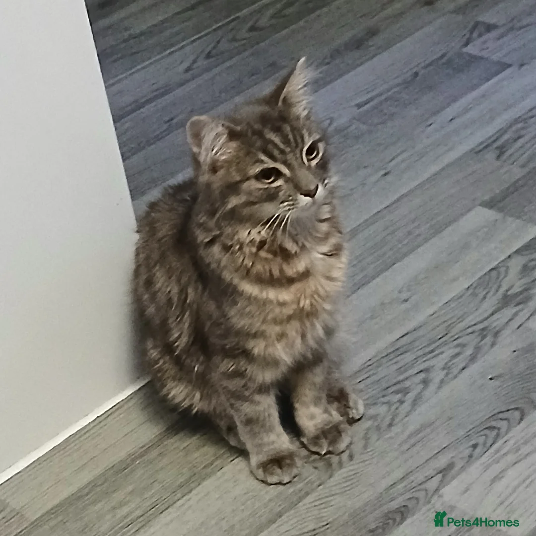 Siamese cats for sale: 6 month old kitten foe sale  - Advert 4