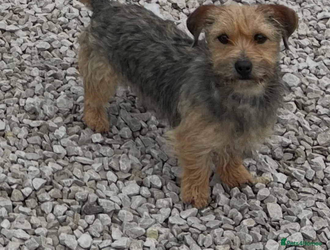 Yorkshire Terrier dogs for sale: Yorkshire Terrier pups - Advert 10