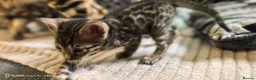 Bengal cats for sale: Little Bengal babies  - Advert 13