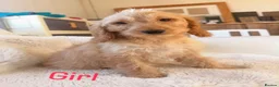 Cockapoo dogs for sale: Gorgeous F1 cockapoo puppies  - Advert 6