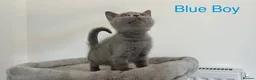 British Shorthair cats for sale: 5 British Shorthair Kittens in Wellingborough - Advert 14