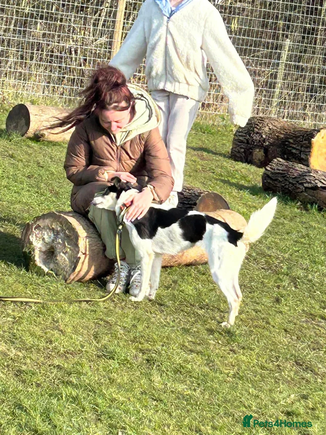 Mixed Breed dogs for adoption: Pippa - Norwich Norfolk  in Norwich - Advert 6