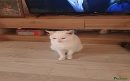 American Shorthair cats for sale: Albie Needs A New Home Urgently - Image 1