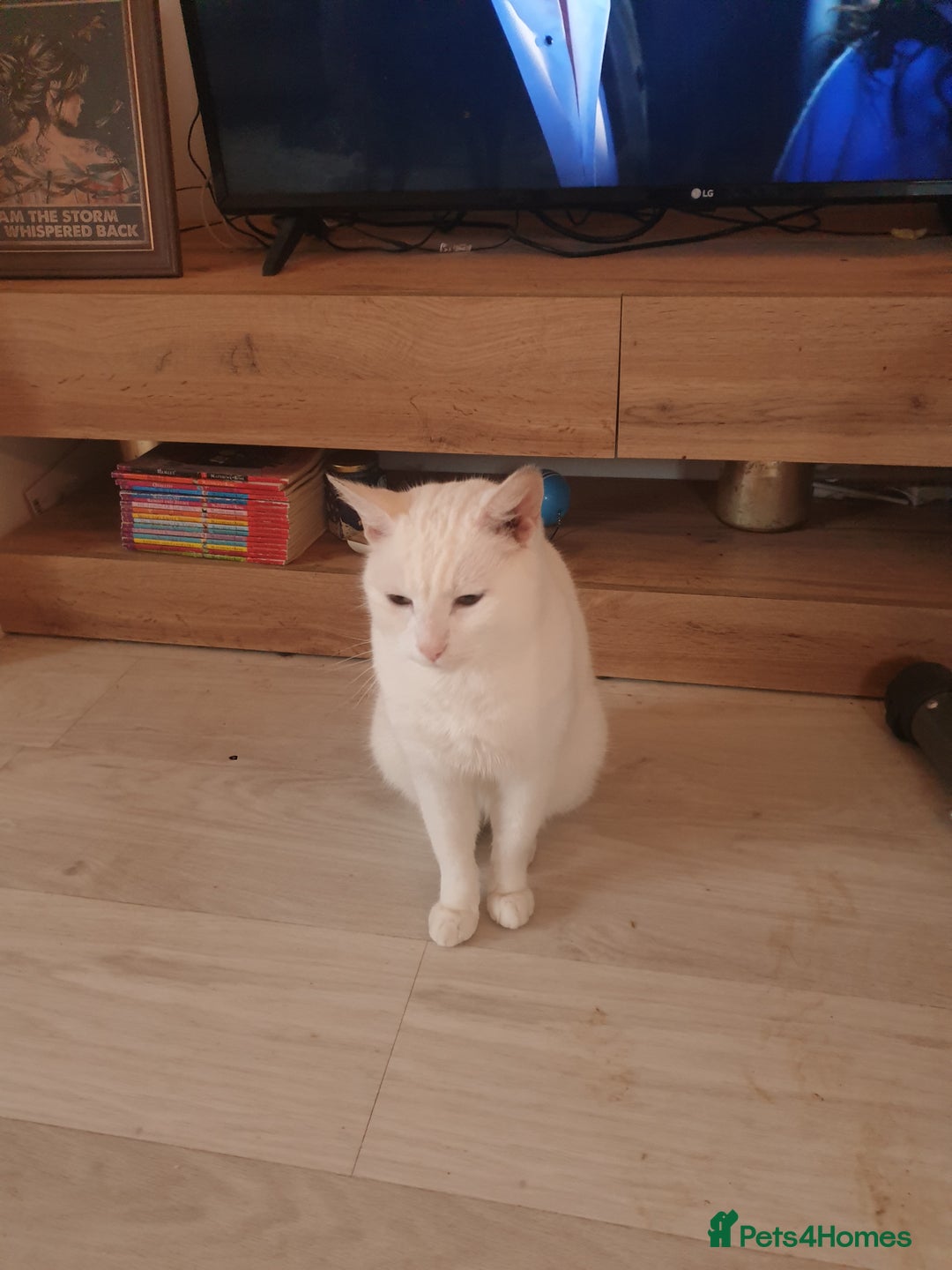 American Shorthair cats for sale: Albie Needs A New Home Urgently - Image 1