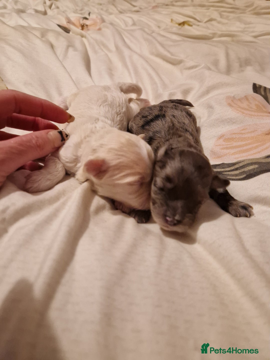 Maltipoo dogs for sale: Quality unique f1 tiny korean maltipoo puppies  - Advert 11