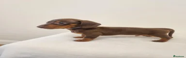 Miniature Dachshund 1 