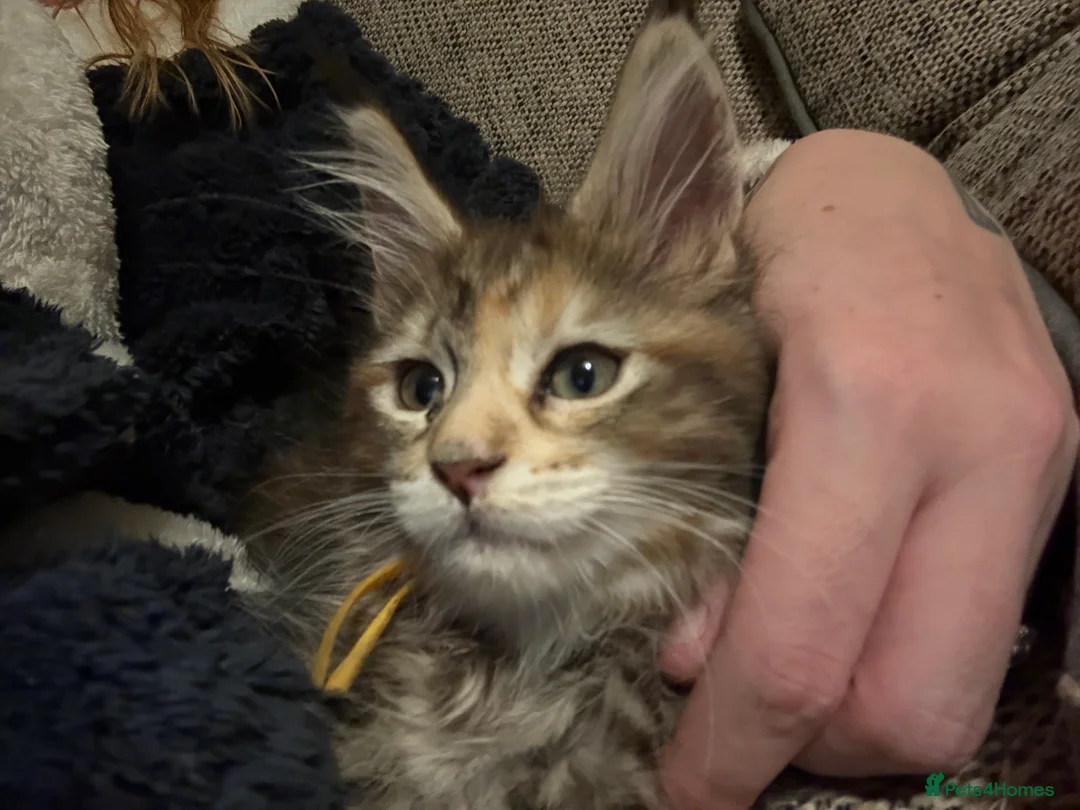 Maine Coon cats for sale: 7 beautiful Maine coon full breed kittens  - Advert 27