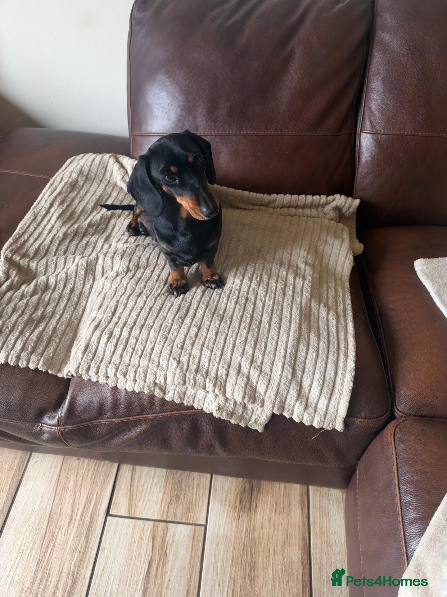 Miniature Dachshund dogs Adoreable home reared in profeshional home - Advert 1