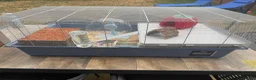 Hamster rodents for sale: Male baby hamster - rare mink brown - Advert 4