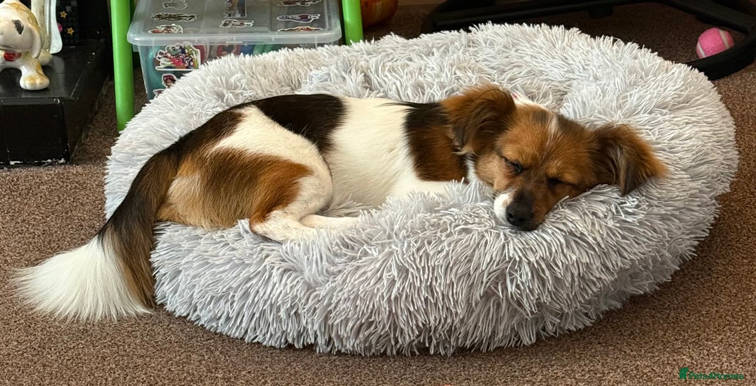 Mixed Breed dogs for sale: Pip- Pom Jack - Advert 5
