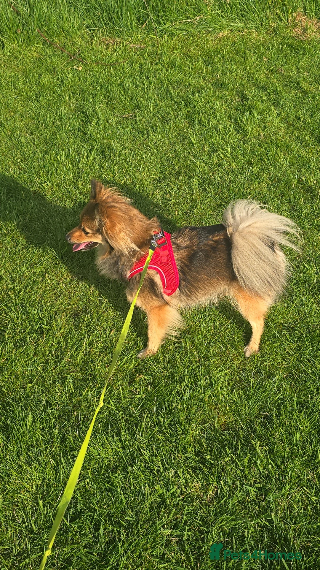 Mixed Breed dogs for sale: Pomeranian in Manchester - Advert 7