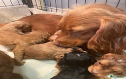 Cockapoo dogs for sale: Beautiful cockapoos - Image 16
