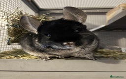 Chinchilla rodents for sale: Female black velvet chinchilla - Image 6