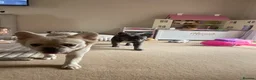 French Bulldog dogs for sale: Fluffy frenchie🐶 in Glastonbury - Advert 11