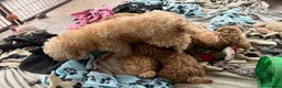 Cavapoochon dogs for sale: Cavapoochon puppies  - Advert 7
