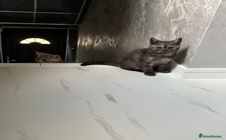 Scottish Fold cats - Advert 16