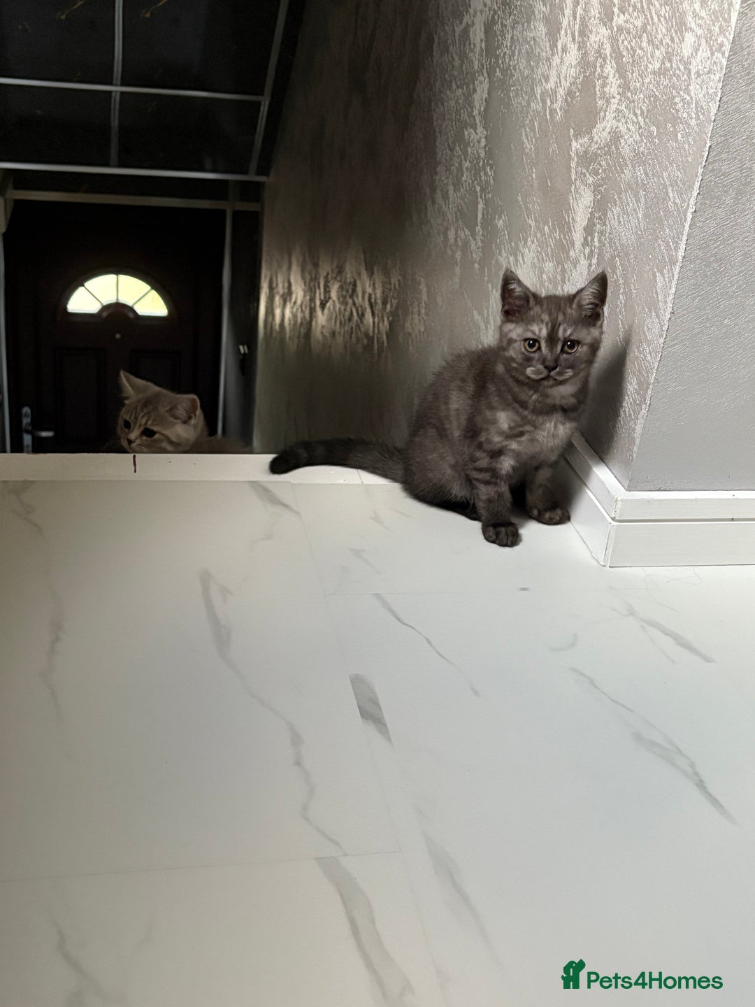 Scottish Fold cats for sale: Scottish fold kittens ready to find new homes - Image 1