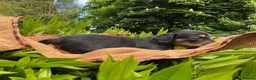 Miniature Dachshund dogs for sale: GORGEOUS KC reg PRA CLEAR MINI DACHSHUND PUPPIES in Swansea - Advert 4