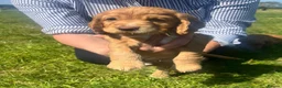 Cocker Spaniel dogs for sale: Terrific Cocker spaniels  - Advert 34