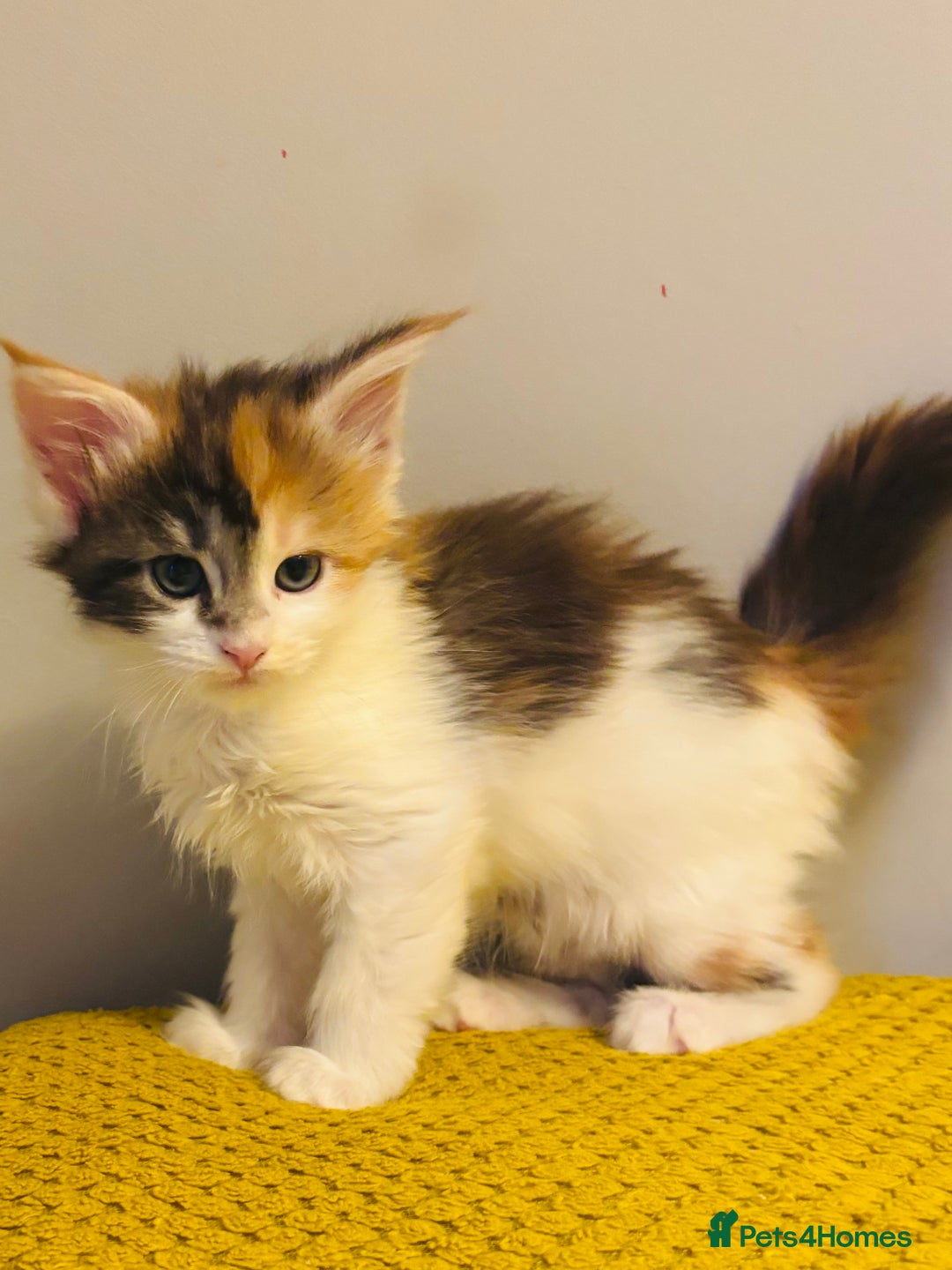 Maine Coon cats for sale: Beautiful Maine coon kittens  - Advert 6