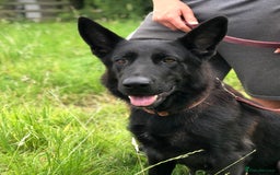 German Shepherd dogs for sale: German shepherd puppies  - Image 3