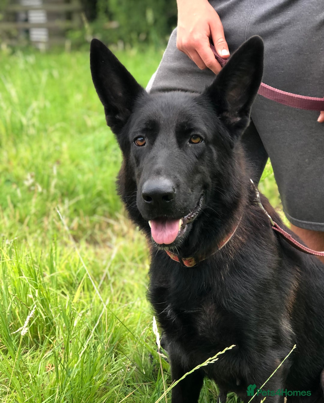 German Shepherd dogs for sale: German shepherd puppies  - Image 3