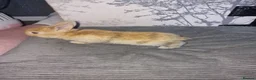 Mini Lion Lop rabbits for sale: Mini lion lops available now  - Advert 7