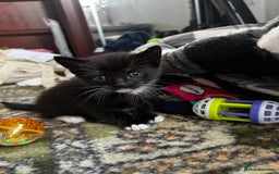 Mixed Breed cats for sale: 4 Russian Blue X Norwegian Forest mix kittens - Image 5