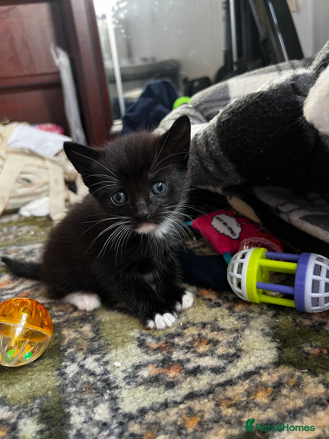 Mixed Breed cats for sale: 4 Russian Blue X Norwegian Forest mix kittens - Image 5