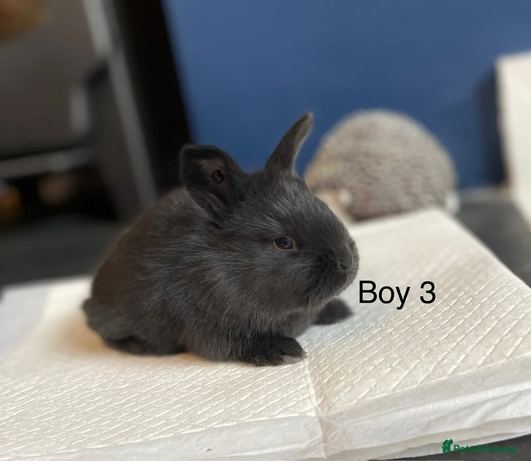 Continental Giant rabbits for sale: Brand new litter pure bred continental giants - Advert 6