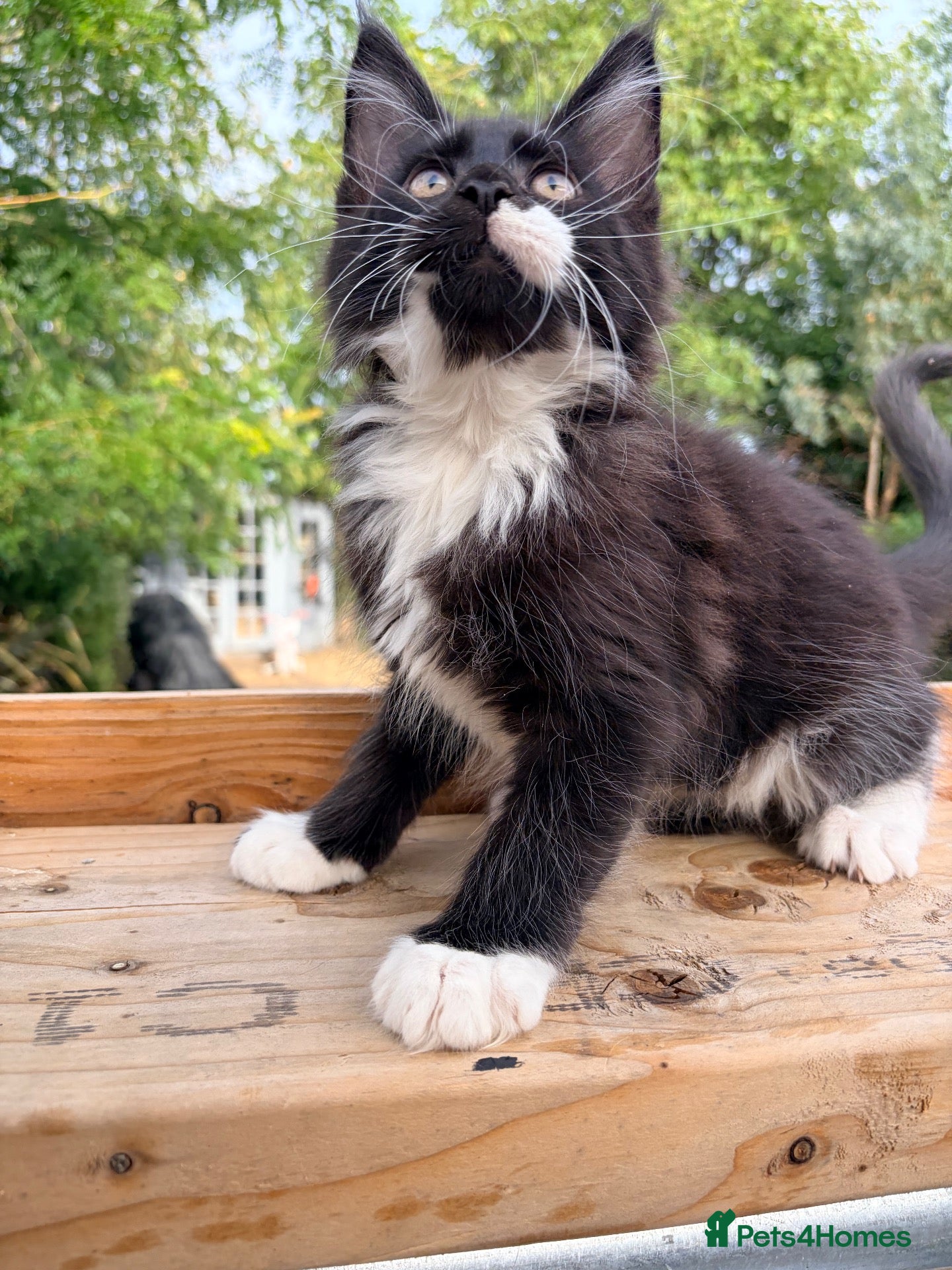 Maine Coon cats Stunning GCCF Maine Coons available  - Advert 2