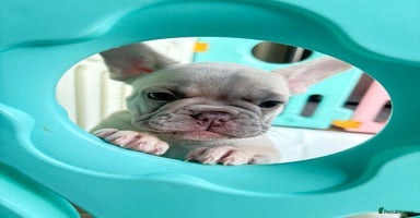 French Bulldog dogs - Advert 7