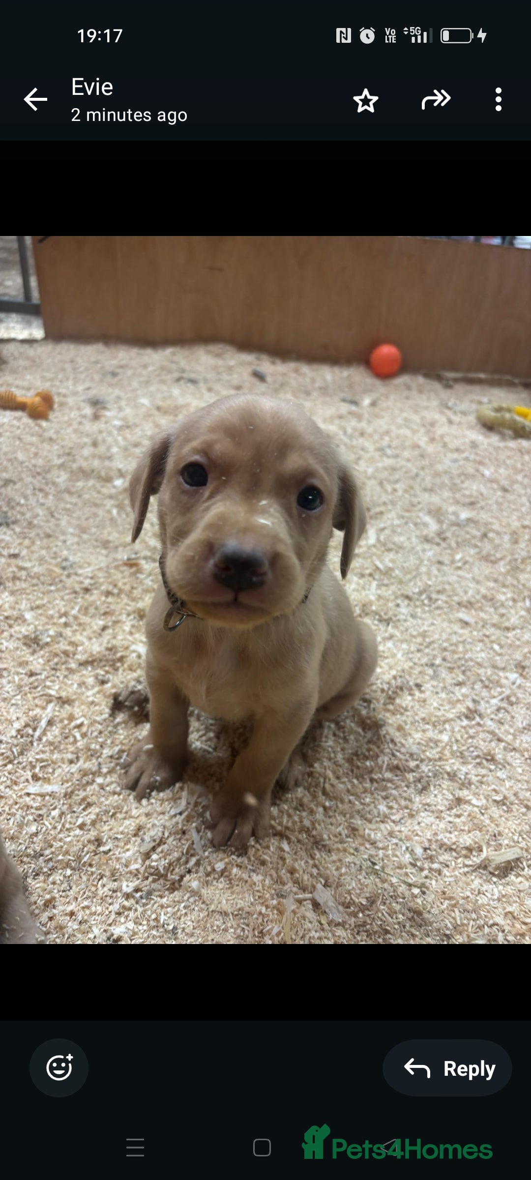 Labrador Retriever dogs for sale: Gorgeous red and golden Labrador puppies  - Image 7