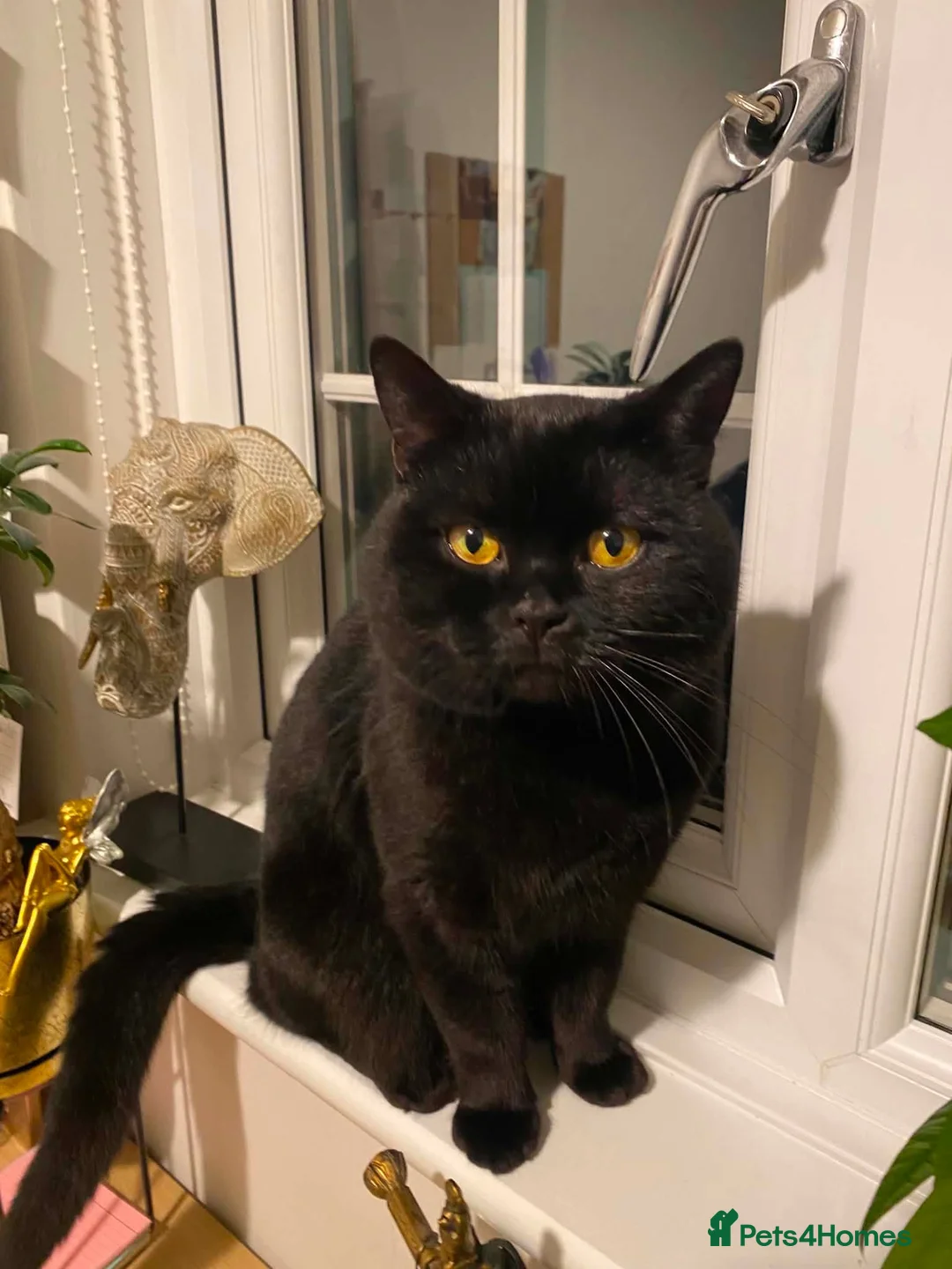 British Shorthair cats for sale: Beautiful Noah – British Shorthair Boy - Advert 2