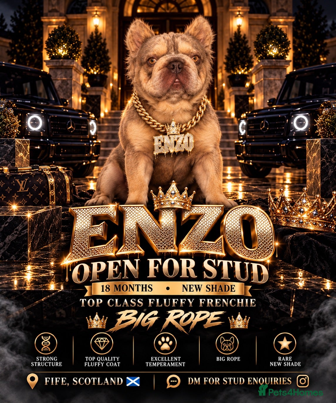 French Bulldog dogs French bull dog New shade for stud big 🪢🪢  - Advert 1