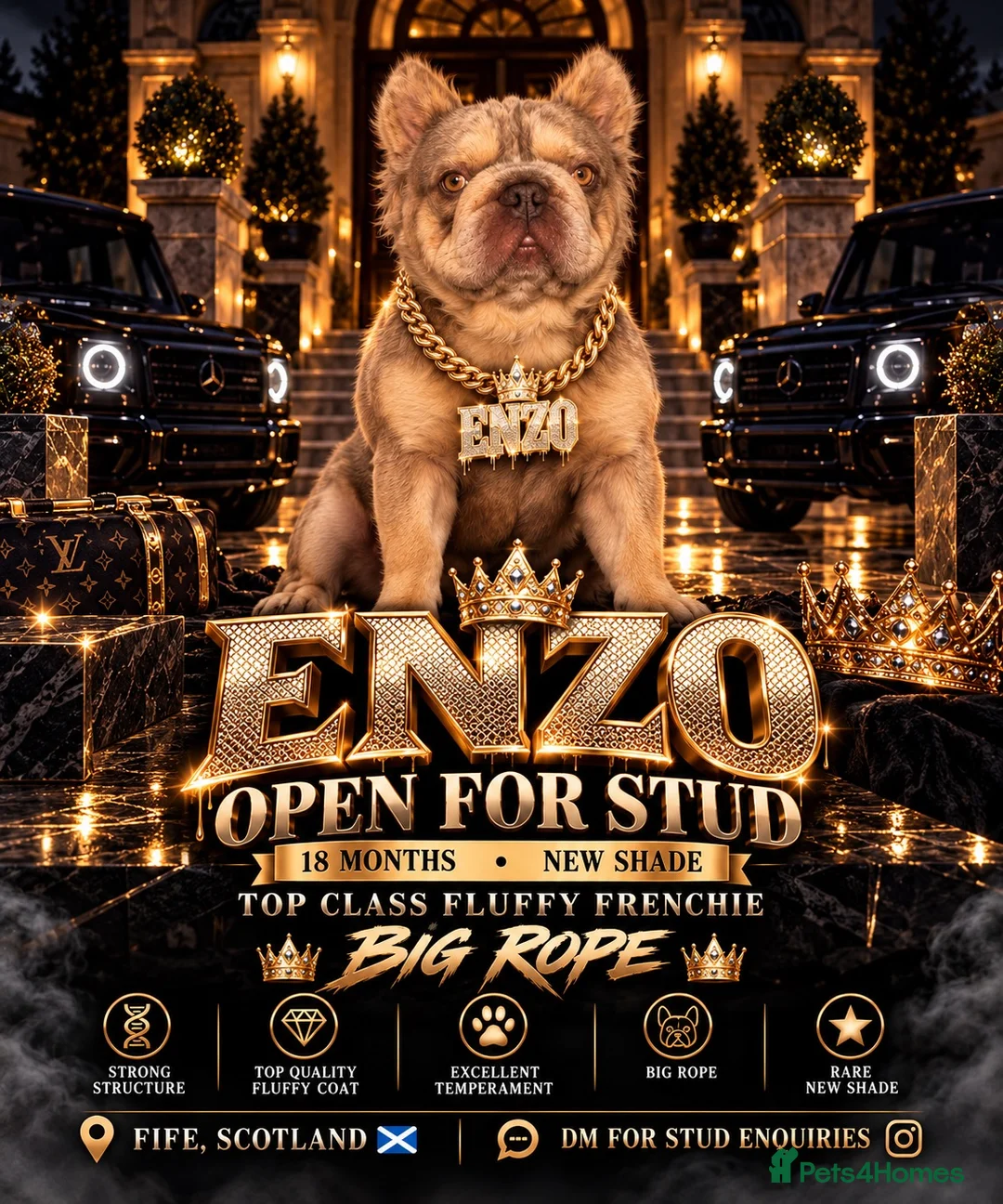 French Bulldog dogs for stud: French bull dog New shade for stud big  **  **   in Lochgelly - Advert 1
