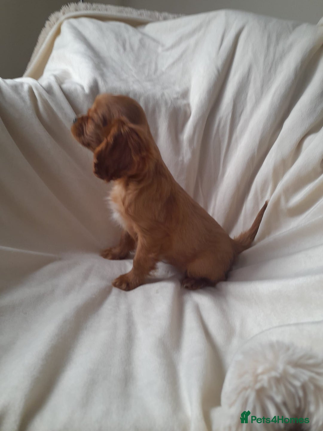 Cavalier King Charles Spaniel dogs for sale: King charles cavalier Pups - Advert 8