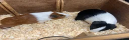 Guinea Pig rodents for sale: Male/Boars Dutch guinea pigs - Advert 8