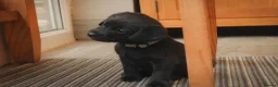 Mixed Breed dogs for sale: Gorgeous Labrador cross pups in Bury Saint Edmunds - Advert 7