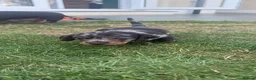 Miniature Dachshund dogs for sale: Beautiful Miniature Dachshunds - Advert 12