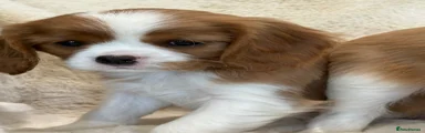 Cavalier King Charles Spaniel Puppy 5