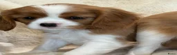 Cavalier King Charles Spaniel dogs for sale: Extensively health tested cavalier pups  - Advert 4