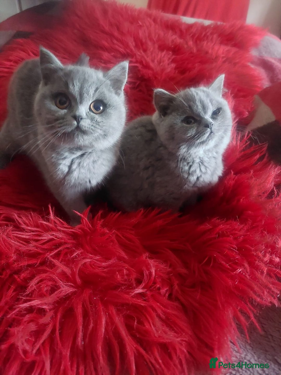 British Shorthair cats for sale: British shoort hair blue kittens for sale  - Advert 9