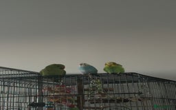 Parakeets birds for sale: Indian ring neck - Image 2
