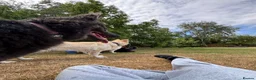 German Shepherd dogs for sale: Apricot/Cream GSD FEMALE  - Advert 26