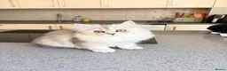 Persian cats for sale: Persian chinchilla/BSH kittens ready to leave ❤️ - Advert 3