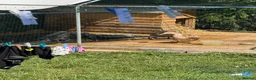 Mixed Breed livestock for sale: Mix bread ducks  - Advert 5
