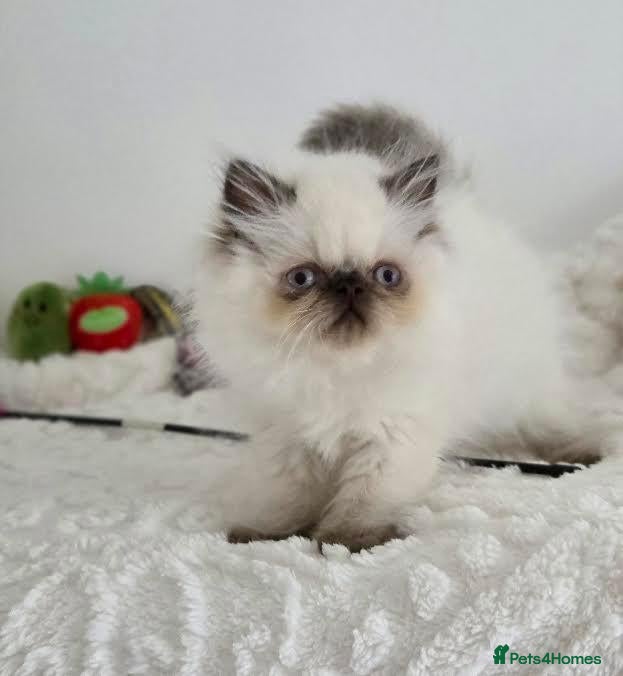 Persian cats Persian Himalayan Kittens - Advert 2